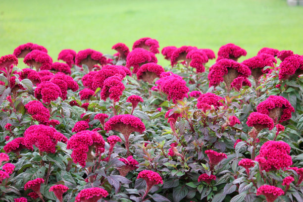 粉红色的卷发图片下载