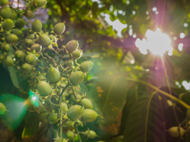 阳光照耀投树，耀光，耀光图片下载