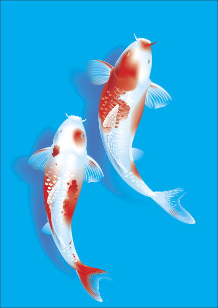 蓝色的锦鲤夫妇图片下载