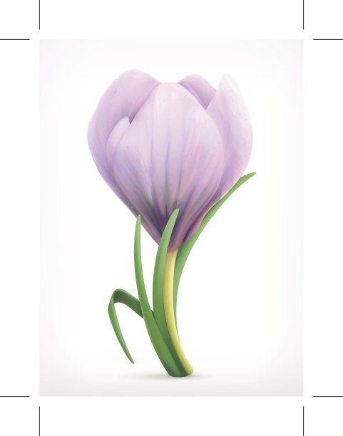 雪花莲春天花图片下载