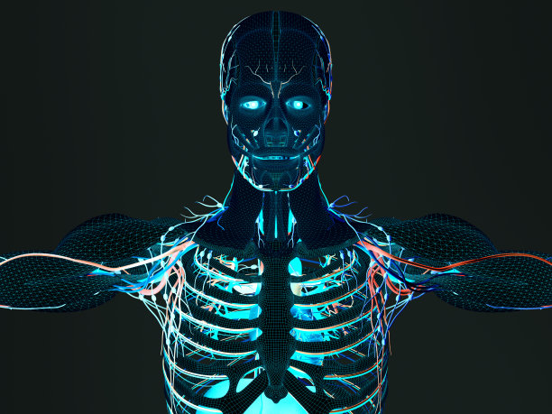 解剖线框未来扫描。身体构造科幻界面。图片下载