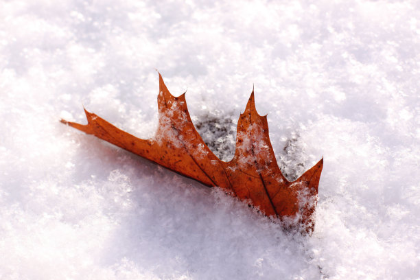 树叶在雪地里图片下载