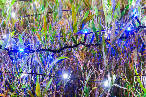 照明和灌木与圣诞灯。图片下载