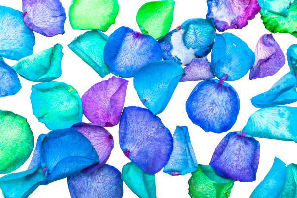 染色玫瑰花瓣的冷色图片下载