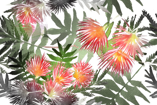 合欢花型含羞草叶和花图片下载