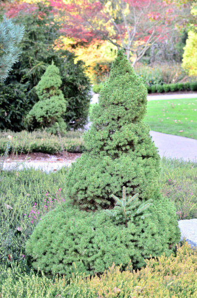 美丽的树肖像图片下载