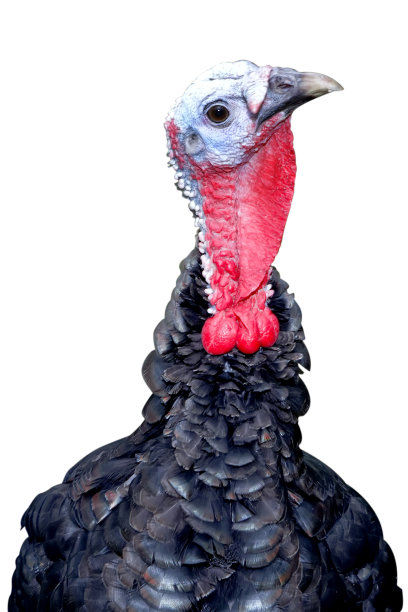 土耳其孤立于白色图片下载