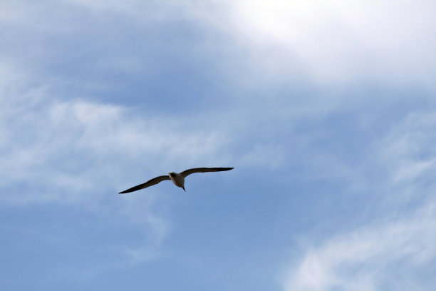 海鸥图片下载