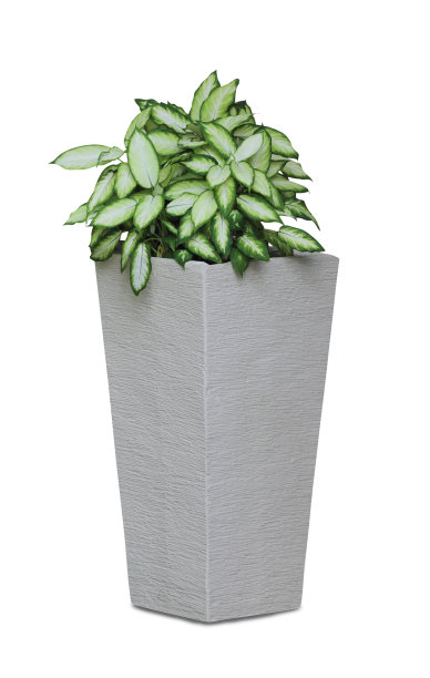 在白色背景中隔离的盆栽室内植物——天鹤花图片下载