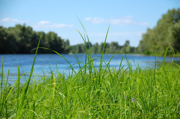 绿草图片下载
