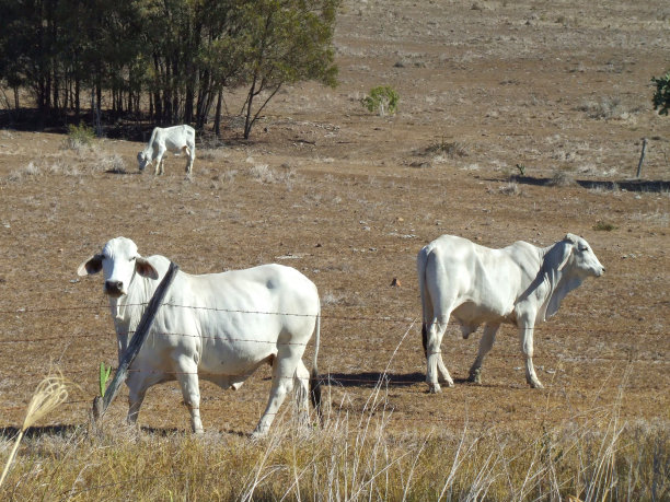 昆士兰农村的婆罗门牛图片下载