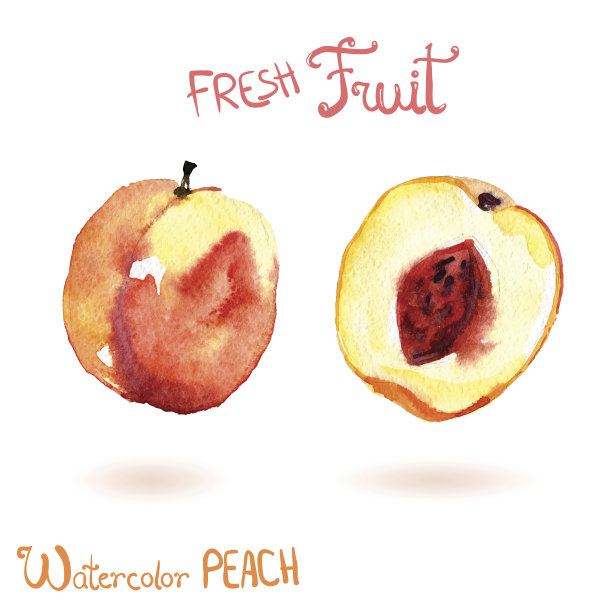 明亮的矢量水彩手绘水果桃子图片下载