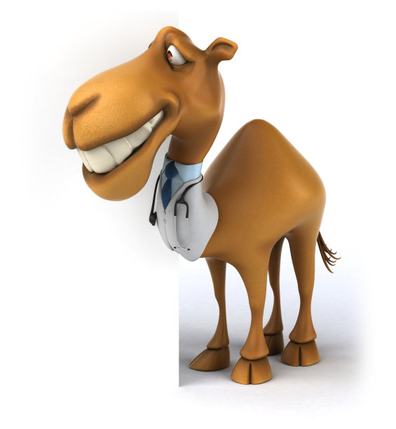 有趣的骆驼图片下载