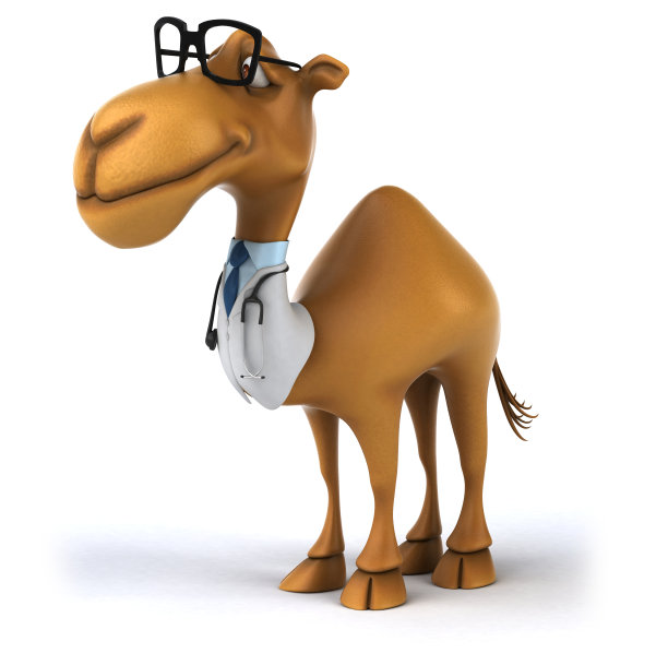 有趣的骆驼图片下载