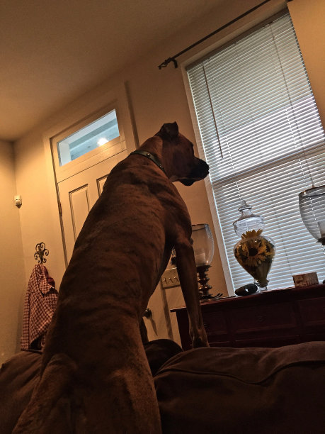 拳师犬保护着家。图片下载