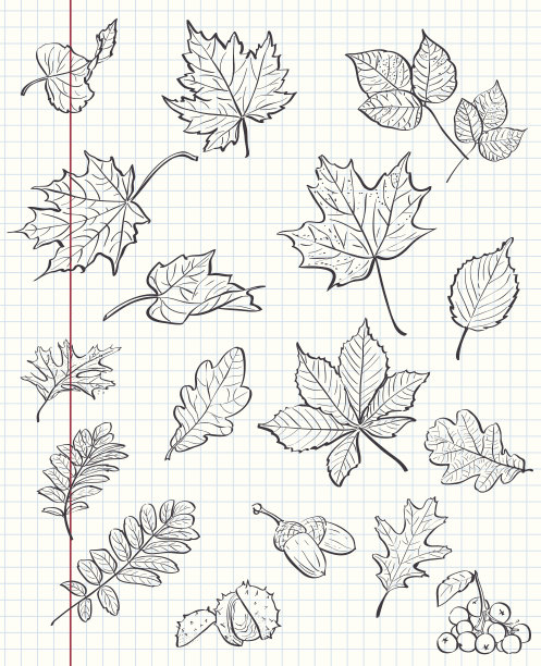 套秋叶，栗子，橡子和荚。黑色的轮廓图片下载