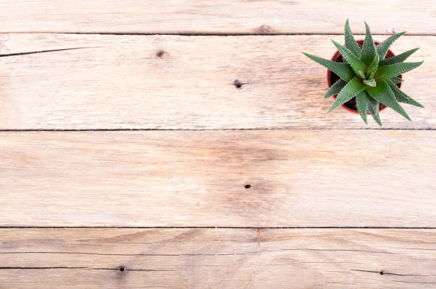 多汁。芦荟在老乡村背景与复制空间素材图片