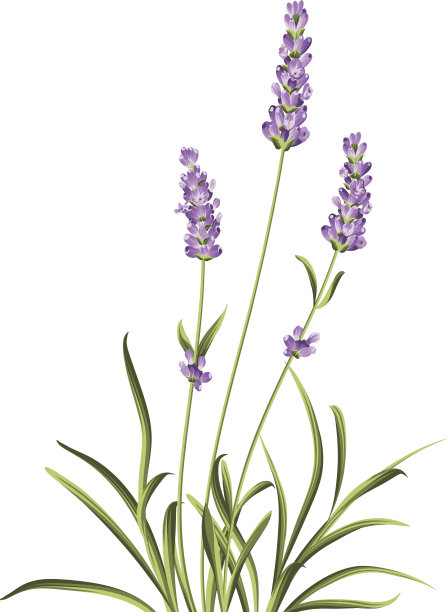 薰衣草优雅的卡片图片下载