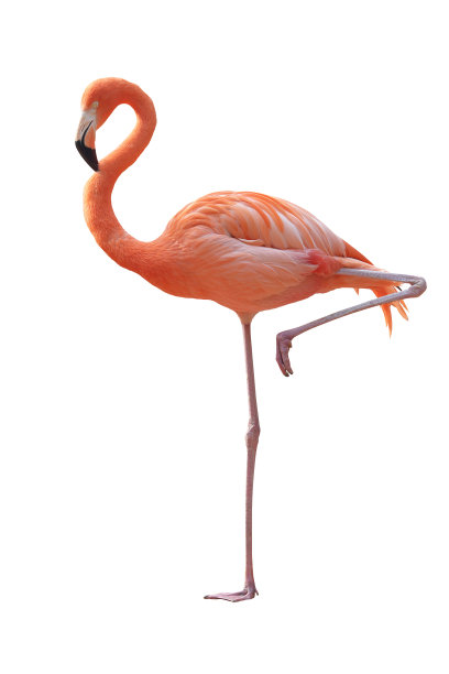 火烈鸟图片下载