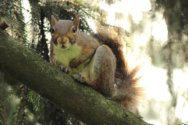 松鼠好奇图片下载