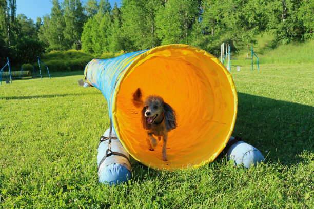 狮子狗跑的敏捷性课程图片下载