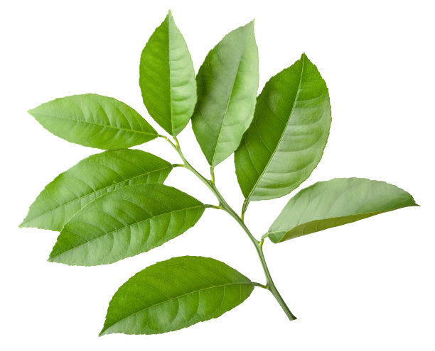 在白色上孤立的柠檬枝图片下载