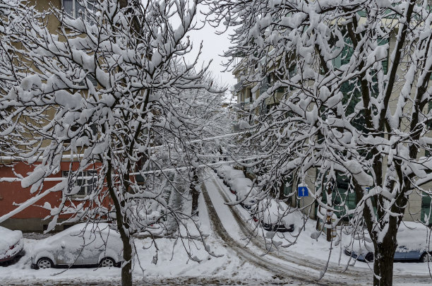 皑皑白雪下，冬天的风景被树木覆盖图片下载
