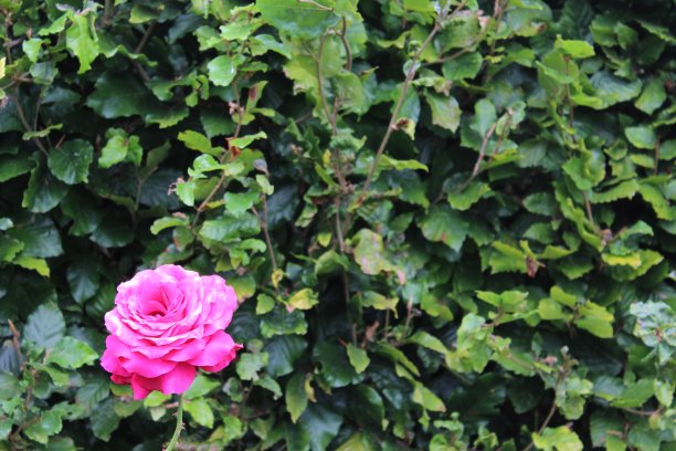 粉色玫瑰图片下载