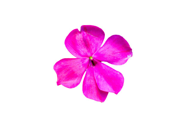 凤仙花(新几内亚凤仙花)图片下载