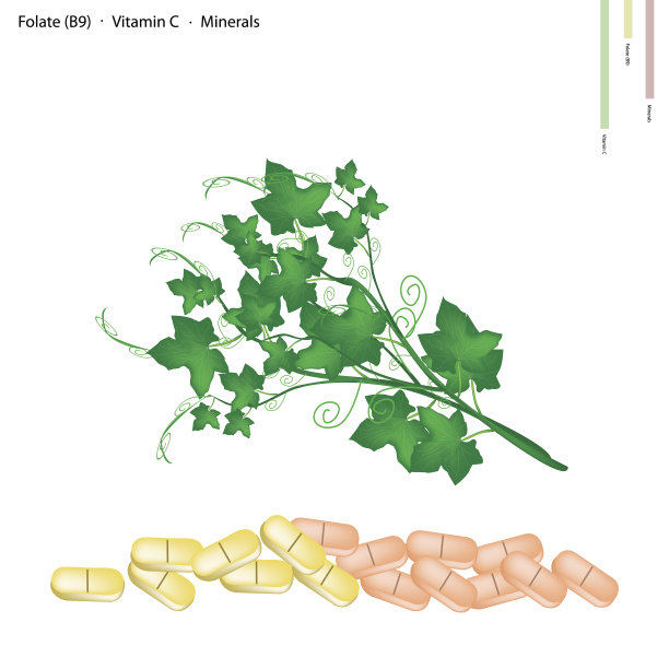 含有维生素B9和维生素C的茶籽植物图片下载