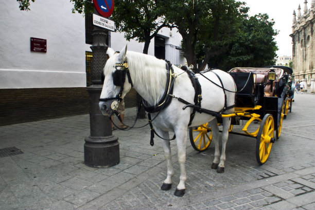 塞维利亚大街上的马车图片下载