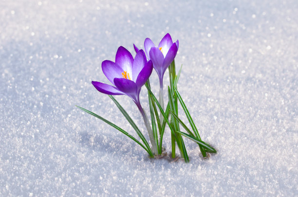 第一次磨粉花图片下载