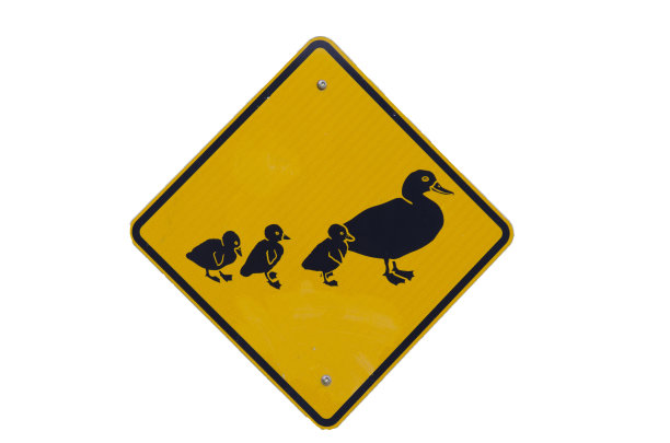 鸭Crossing Ahead - Clipping Path图片下载