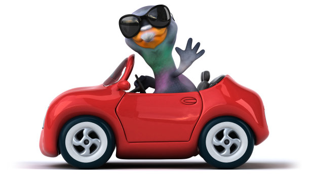 有趣的鸽子图片下载