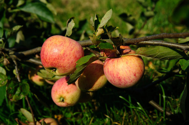 树枝上的苹果图片下载