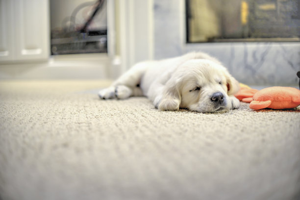 睡在壁炉前图片下载