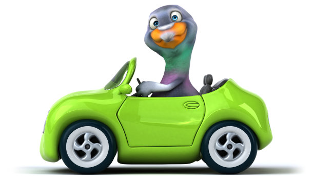 有趣的鸽子图片下载