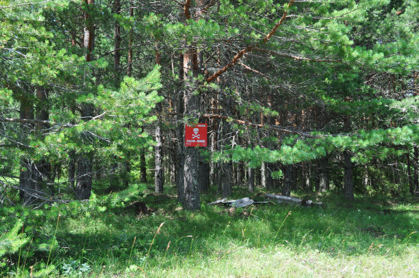 森林里潜伏着危险图片下载