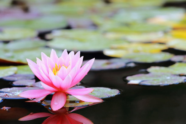 百合花图片素材ID：127501888