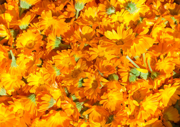 金盏菊花的背景素材图片