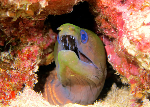 绿色条海鳗图片下载