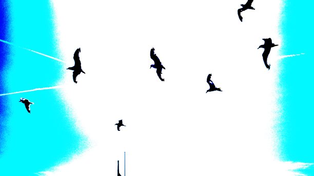 天空布满了海鸥，我用posterized。图片下载