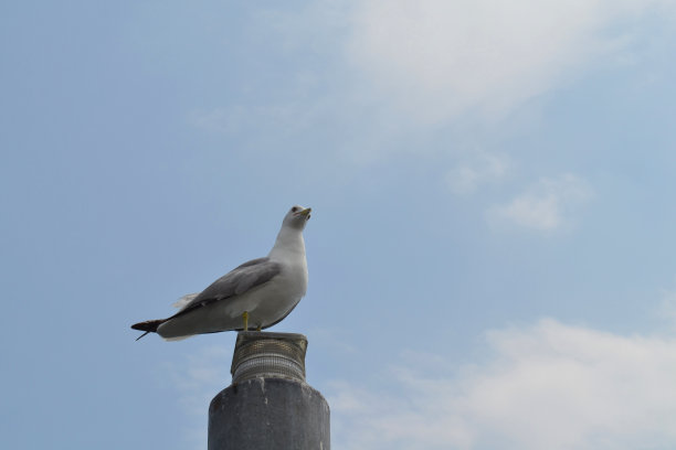 海鸥在一根杆子上休息图片下载