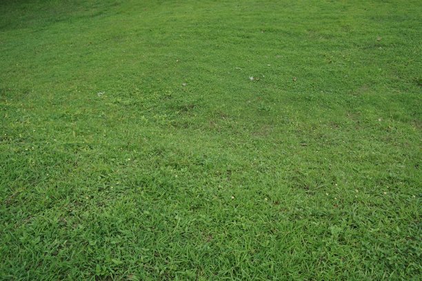 绿色软草图片下载