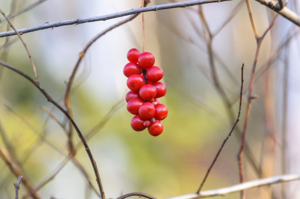 刷果五味子。图片下载