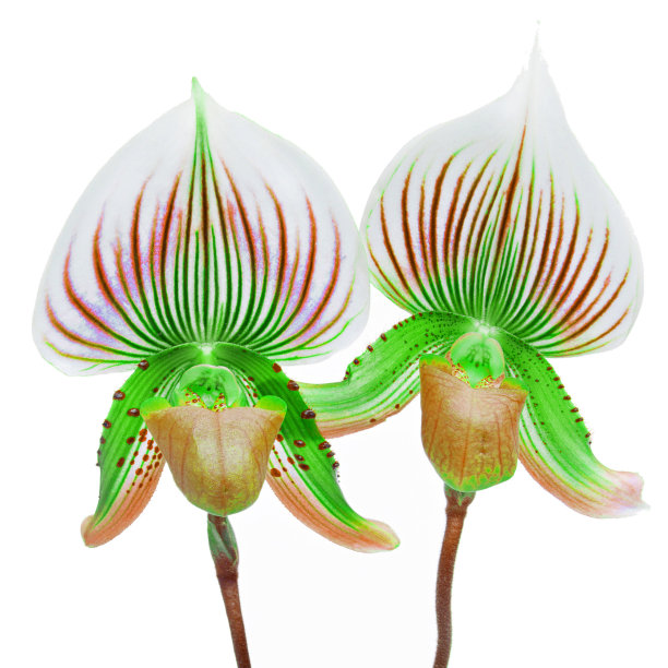 甜蜜的植物继续与孤立图片下载