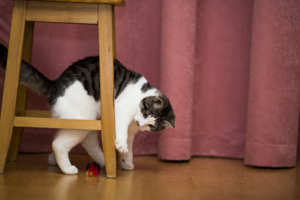 猫在玩椅子图片下载