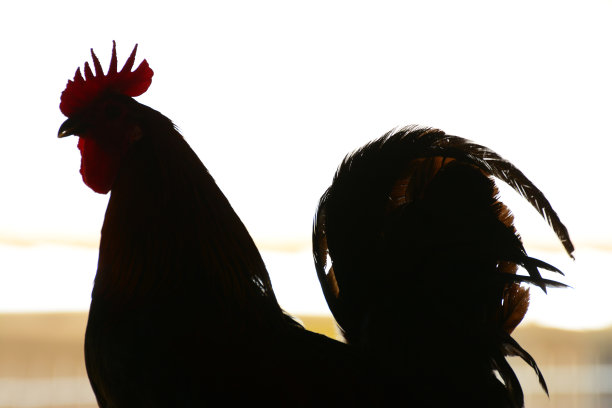 公鸡轮廓图片下载