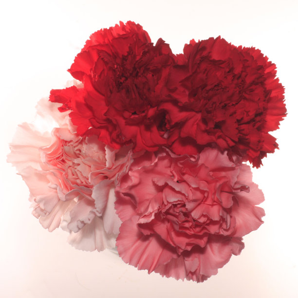 混合康乃馨孤立图片下载