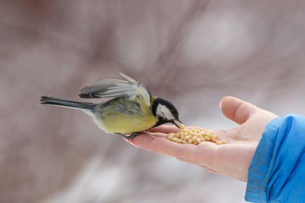 多吃种子图片下载